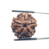 5 Mukhi Rudraksha Nepal - (23.23 MM)