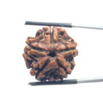 5 Mukhi Rudraksha Nepal - (23.23 MM)