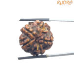 5 Mukhi Rudraksha Nepal - (23.23 MM)