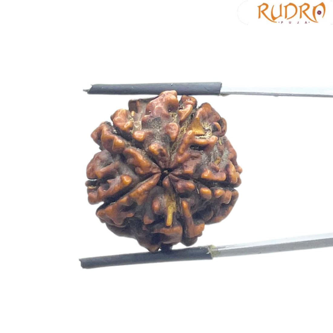 5 Mukhi Rudraksha Nepal - (23.23 MM)