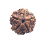 5 Mukhi Rudraksha Nepal - (23.23 MM)
