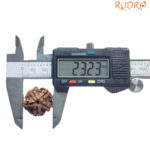 5 Mukhi Rudraksha Nepal - (23.23 MM)