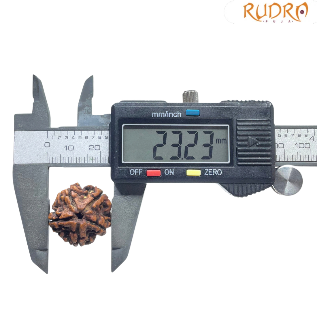 5 Mukhi Rudraksha Nepal - (23.23 MM)