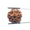 5 Mukhi Rudraksha Nepal - (23.45 MM)