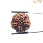 5 Mukhi Rudraksha Nepal - (23.45 MM)