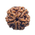 5 Mukhi Rudraksha Nepal - (23.45 MM)