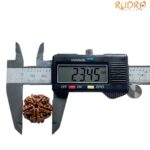 5 Mukhi Rudraksha Nepal - (23.45 MM)