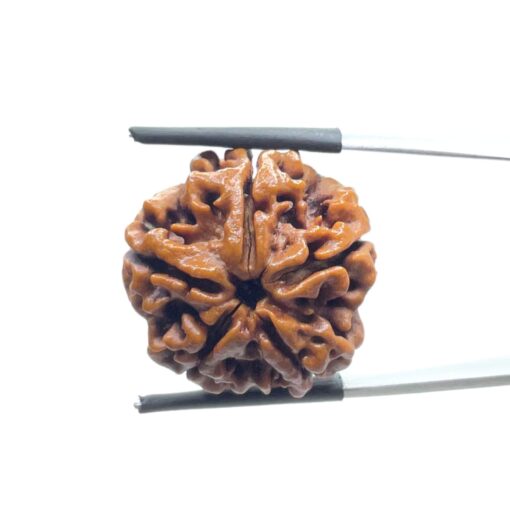 5 Mukhi Rudraksha Nepal - (23.45 MM)