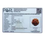 5 Mukhi Rudraksha Nepal - ( 23.58 MM)