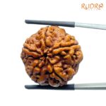 5 Mukhi Rudraksha Nepal - ( 23.58 MM)