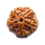 5 Mukhi Rudraksha Nepal - ( 23.58 MM)