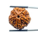 5 Mukhi Rudraksha Nepal - ( 23.58 MM)