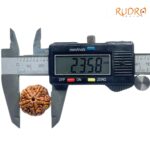 5 Mukhi Rudraksha Nepal - ( 23.58 MM)