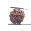 5 Mukhi Rudraksha Nepal - (24.14 MM)