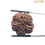 5 Mukhi Rudraksha Nepal - (24.14 MM)