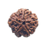 5 Mukhi Rudraksha Nepal - (24.14 MM)