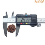 5 Mukhi Rudraksha Nepal - (24.14 MM)