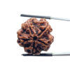 5 Mukhi Rudraksha Nepal - (24.18 MM)