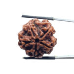 5 Mukhi Rudraksha Nepal - (24.18 MM)