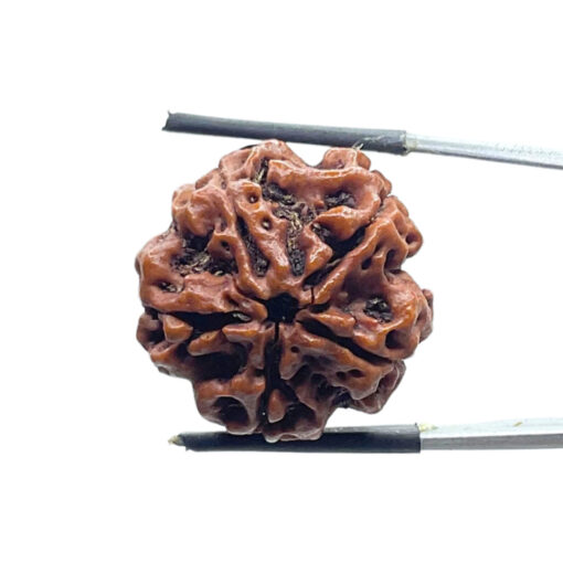 5 Mukhi Rudraksha Nepal - (24.18 MM)