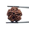 5 Mukhi Rudraksha Nepal - (24.18 MM)
