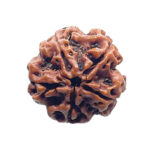 5 Mukhi Rudraksha Nepal - (24.18 MM)