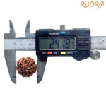 5 Mukhi Rudraksha Nepal - (24.18 MM)