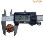 5 Mukhi Rudraksha Nepal - (24.18 MM)