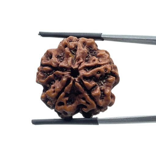 5 Mukhi Rudraksha Nepal - (24.18 Mm)