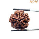 5 Mukhi Rudraksha Nepal - (24.18 MM)