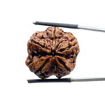 5 Mukhi Rudraksha Nepal - (24.56 MM)