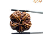 5 Mukhi Rudraksha Nepal - (24.56 MM)