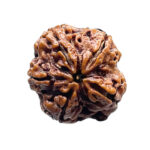 5 Mukhi Rudraksha Nepal - (24.56 MM)