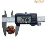 5 Mukhi Rudraksha Nepal - (24.56 MM)