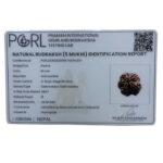 5 Mukhi Rudraksha Nepal - (24.56 MM)