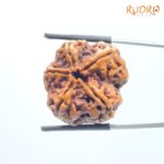 5 Mukhi Rudraksha Nepal - (24.56 MM)
