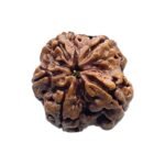 5 Mukhi Rudraksha Nepal - (24.56 MM)