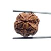 5 Mukhi Rudraksha Nepal - (24.56 MM)