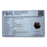 5 Mukhi Rudraksha Nepal - (24.56 MM)