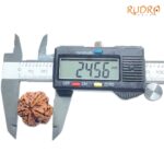 5 Mukhi Rudraksha Nepal - (24.56 MM)