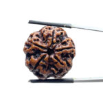 5 Mukhi Rudraksha Nepal - (24.58 MM)