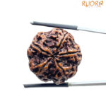 5 Mukhi Rudraksha Nepal - (24.58 MM)