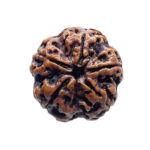 5 Mukhi Rudraksha Nepal - (24.58 MM)