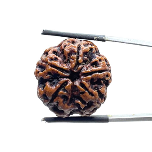 5 Mukhi Rudraksha Nepal - (24.58 MM)