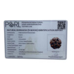 5 Mukhi Rudraksha Nepal - (24.58 MM)