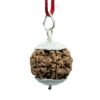 5 Mukhi Rudraksha Nepal With Silver Capping - 19.36 Mm 15 5 Mukhi Rudraksha Nepal With Silver Capping