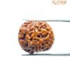 5 Mukhi Rudraksha Original Nepal - (20.50 Mm)