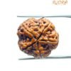 5 Mukhi Rudraksha Original Nepal - (20.50 Mm)