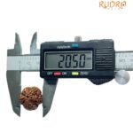 5 Mukhi Rudraksha Original Nepal - (20.50 Mm)
