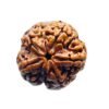 5 Mukhi Rudraksha Original Nepal - (20.50 Mm)